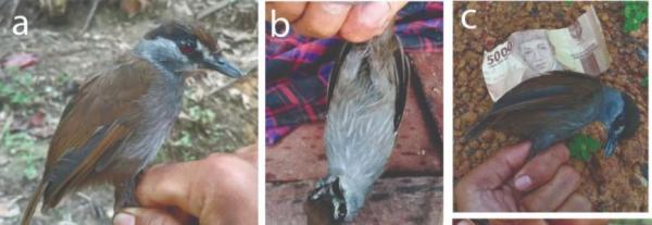 العثور على طائر الثرثار بإندونيسيا بعد 170 عام على انقراضه !
