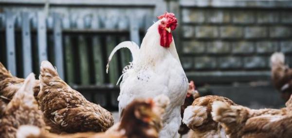 السعودية تفرض حظر مؤقت على استيراد الدجاج والبيض من فرنسا