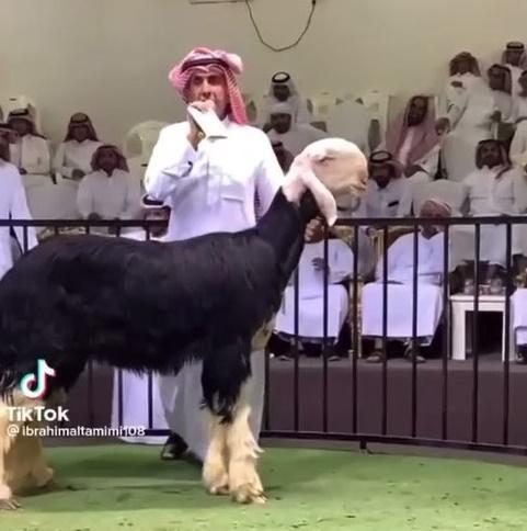 بيع خروف نجدي بـ 100 الف ريال سعودي