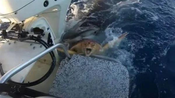 شاهد فيديو.. سمكة قرش تحمل سلحفاة وتطلب من ركاب سفينة المساعدة لإنقاذها .. 