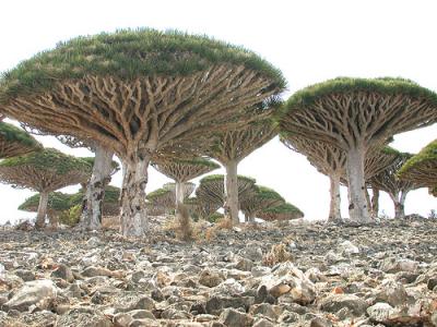 «دم الأخوين» أغرب شجرة في العالم