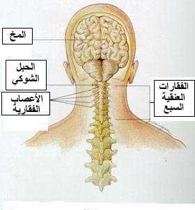 طقطقة الاصابع والرقبة تزيد من خطر الإصابة بالجلطة