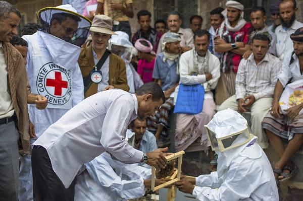  اللجنة الدولية توفر التدريب لمربي النحل في الضالع لتمكينهم من إنتاج العسل والاستفادة منه كمصدر للدخل لأُسَرِهم.