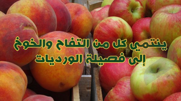 بالصور.. 10 معلومات غريبة لا تعرفها عن الفواكه