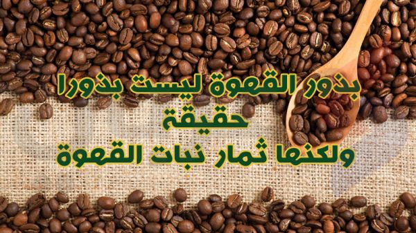 بالصور.. 10 معلومات غريبة لا تعرفها عن الفواكه