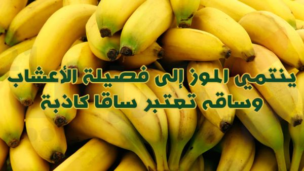 بالصور.. 10 معلومات غريبة لا تعرفها عن الفواكه