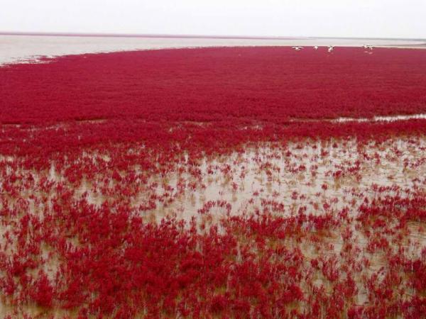 من أجمل شواطئ العالم "الشاطئ الأحمر" في مدينة بانجين بالصين شاهد (صور)