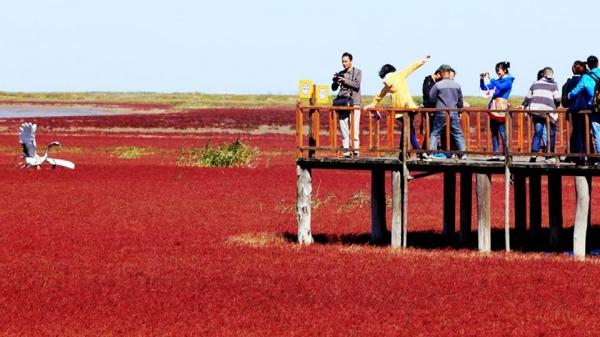 من أجمل شواطئ العالم "الشاطئ الأحمر" في مدينة بانجين بالصين شاهد (صور)
