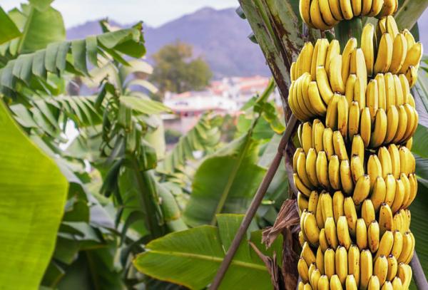 خطر يهدد بحرمان البشرية من الموز